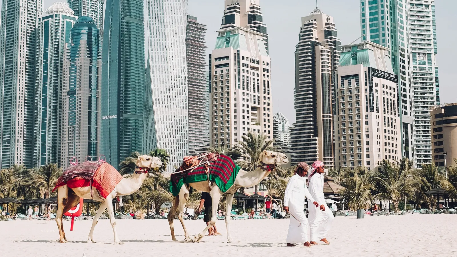 Camels resting on the sand on a UAE beach, with the modern skyline beyond